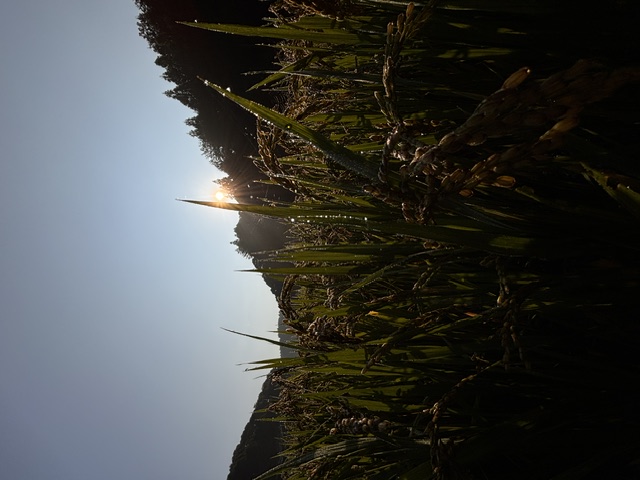 image0.jpeg